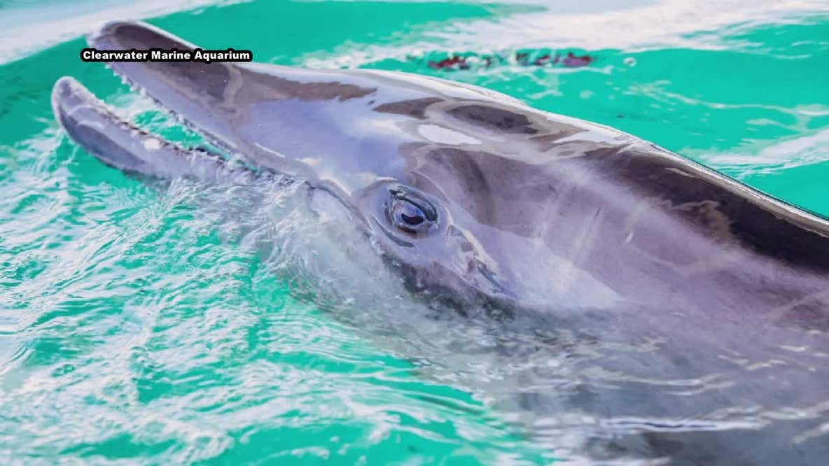 Outside experts brought in to evaluate care at Clearwater Marine Aquarium following Dolphin death